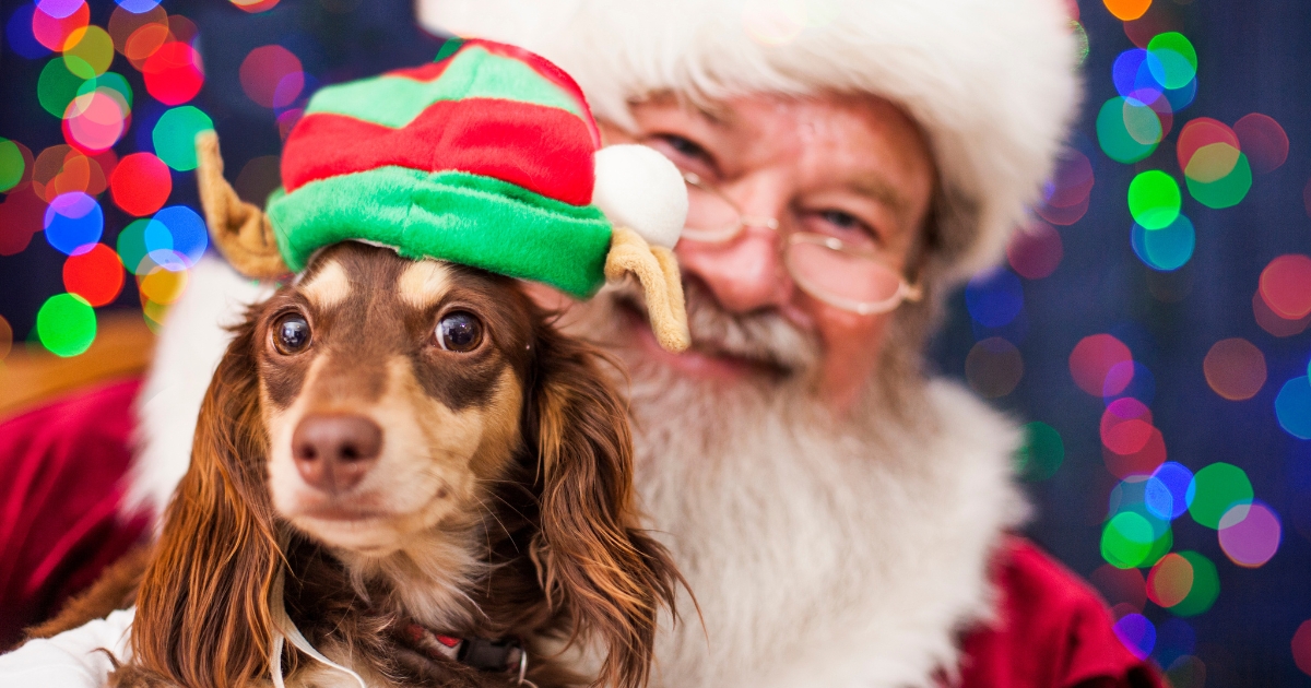 A dachshund in an elf hat posing with Santa in front of holiday lights